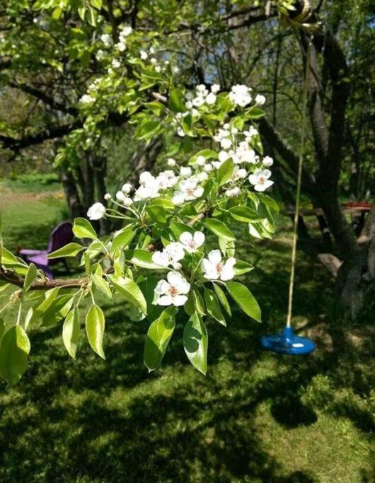 Family Friendly Cottage ☆Walking Distance To Beach Lions Head Eksteriør billede